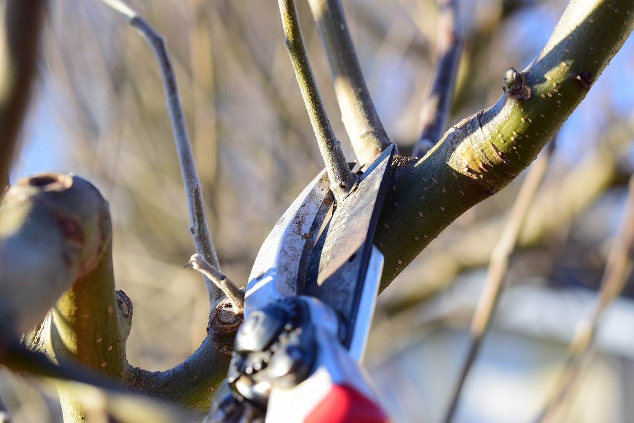 winter pruning branch