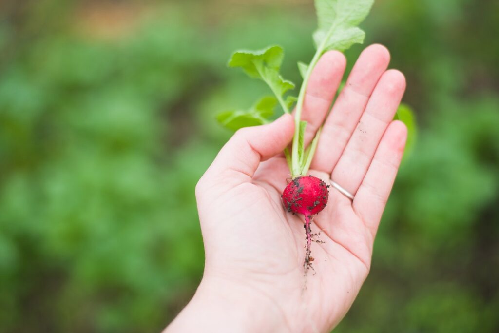 winter radish what and how to grow in cold months