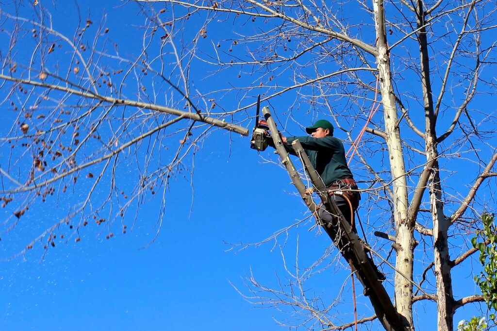 tree pruning