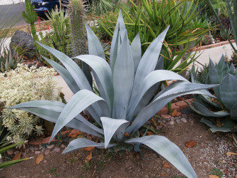 agave plant