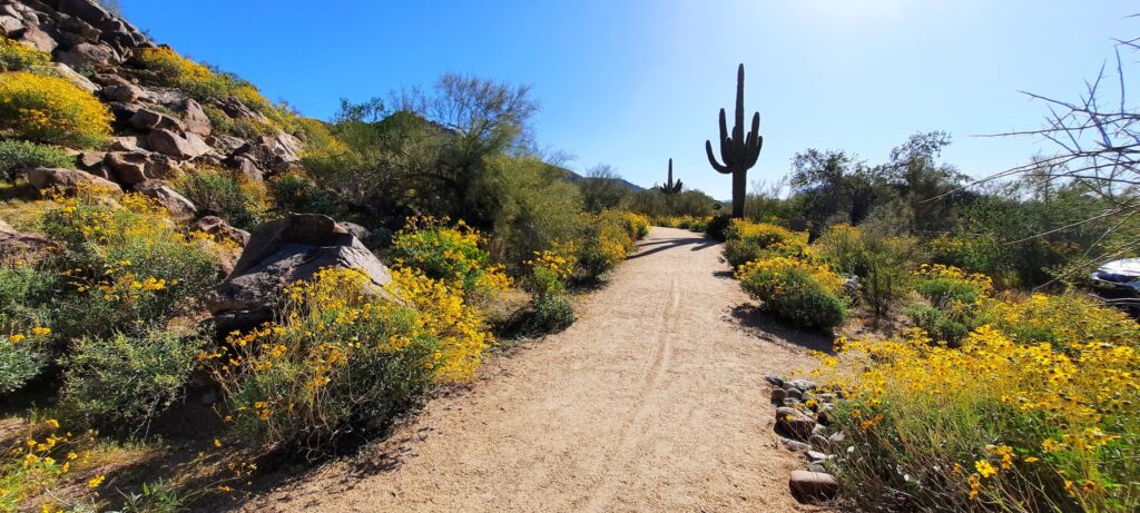 Arizona brittle bush bloom