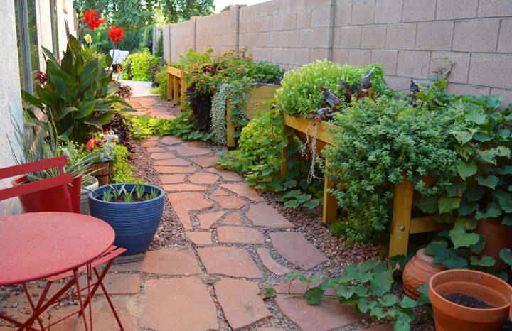 herbs in elevated beds in Shawna Coronado Arizona garden