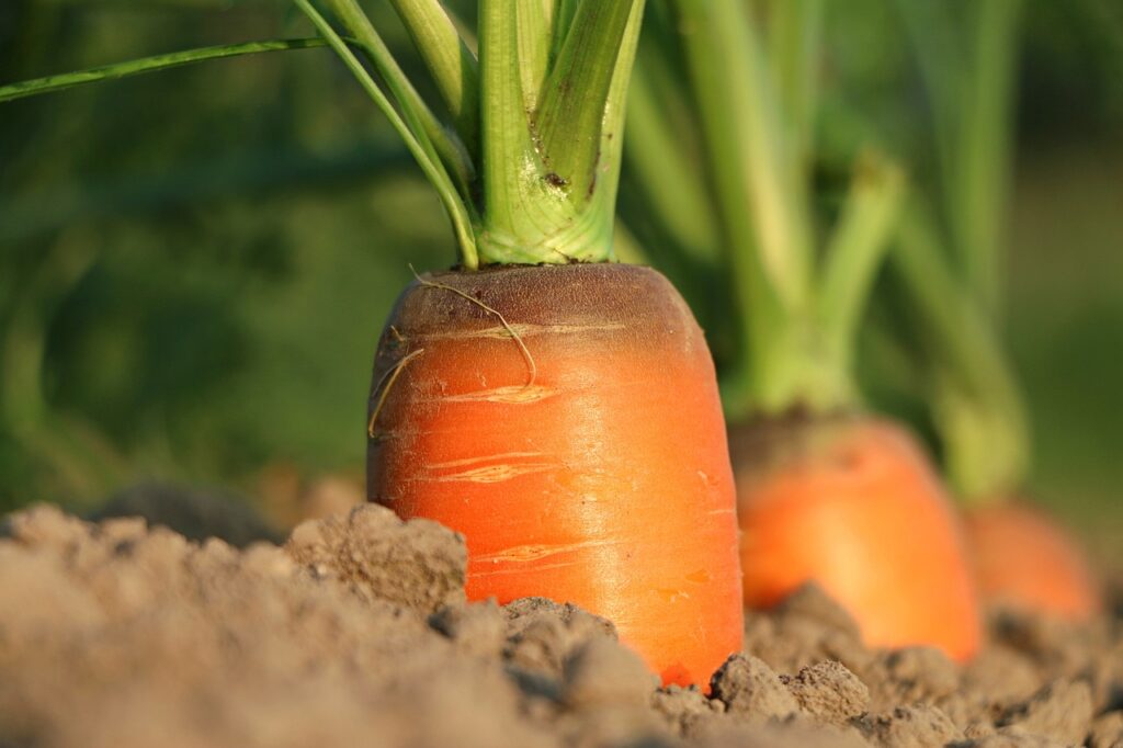 carrot in the garden soil