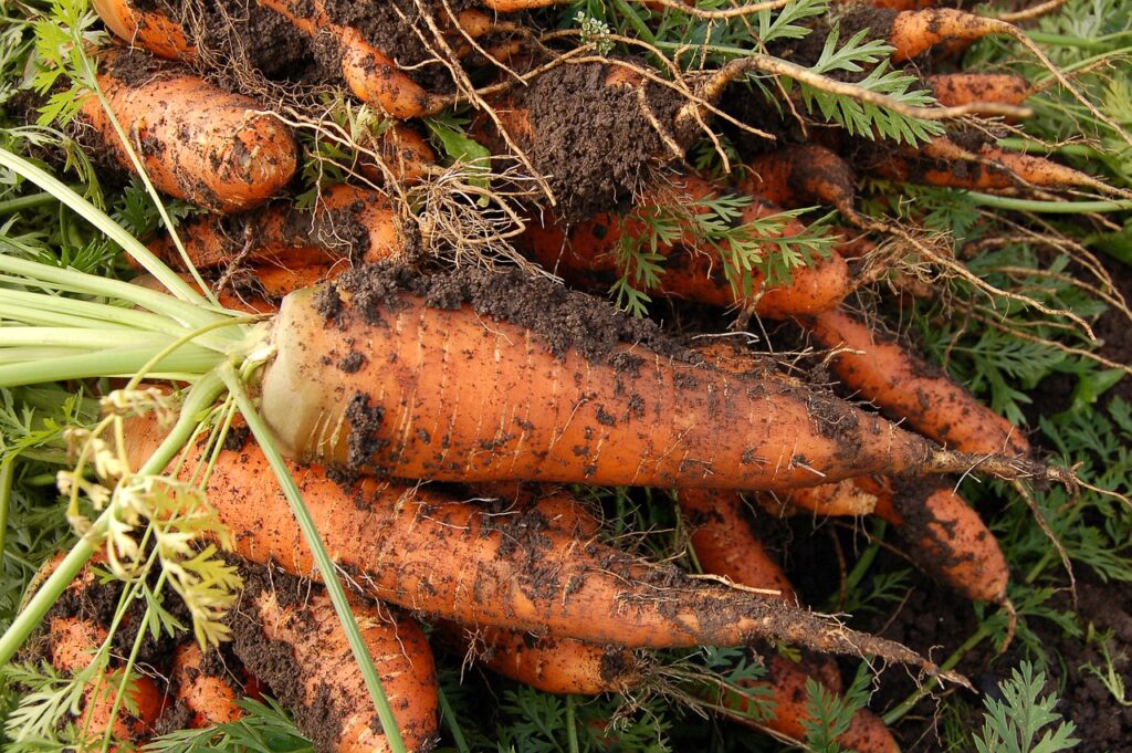 garden carrots with soil on them