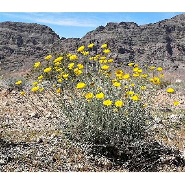 desert marigold