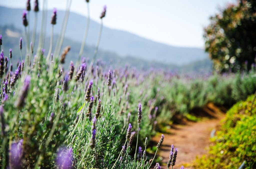 lavender flowers growing in Arizona