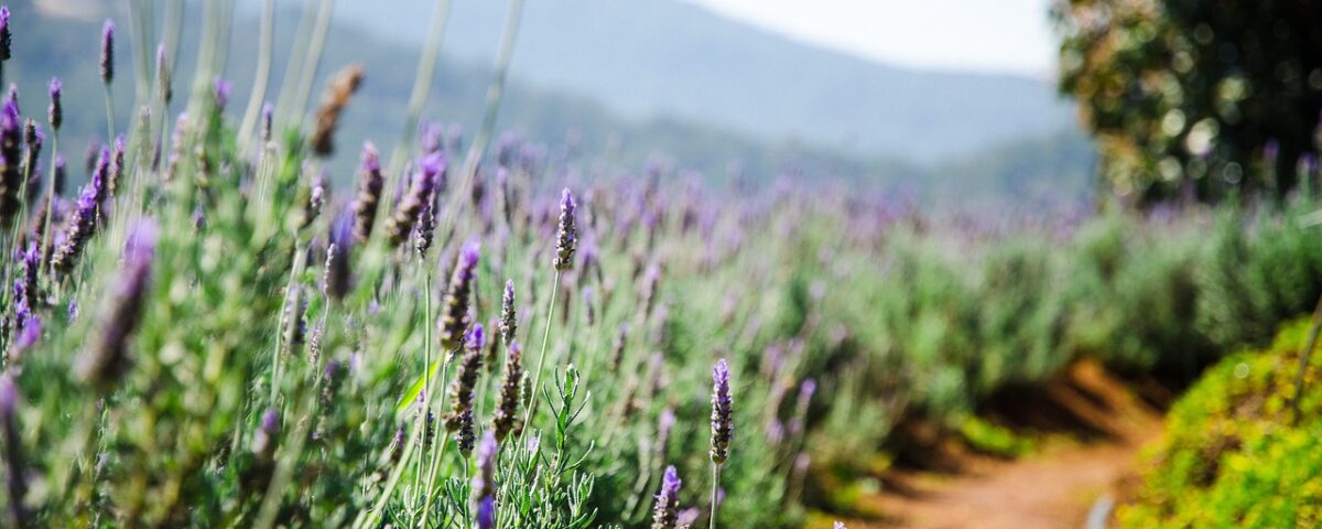 lavender flowers growing in Arizona