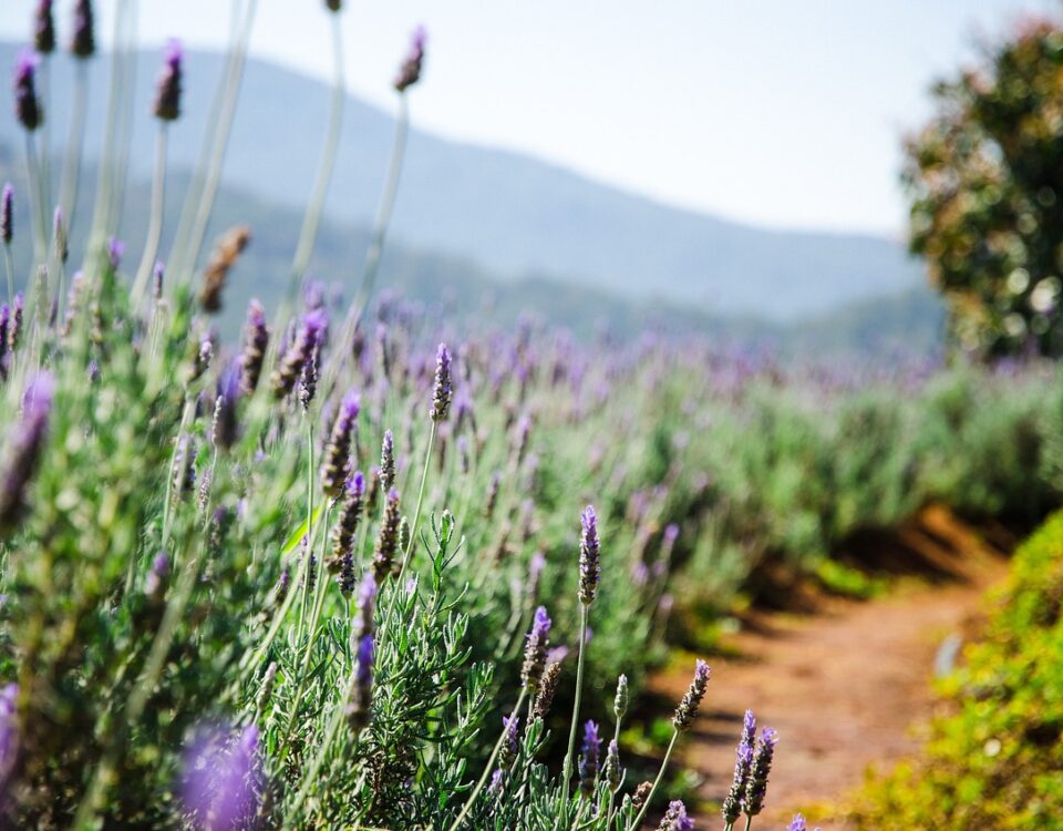 lavender flowers growing in Arizona