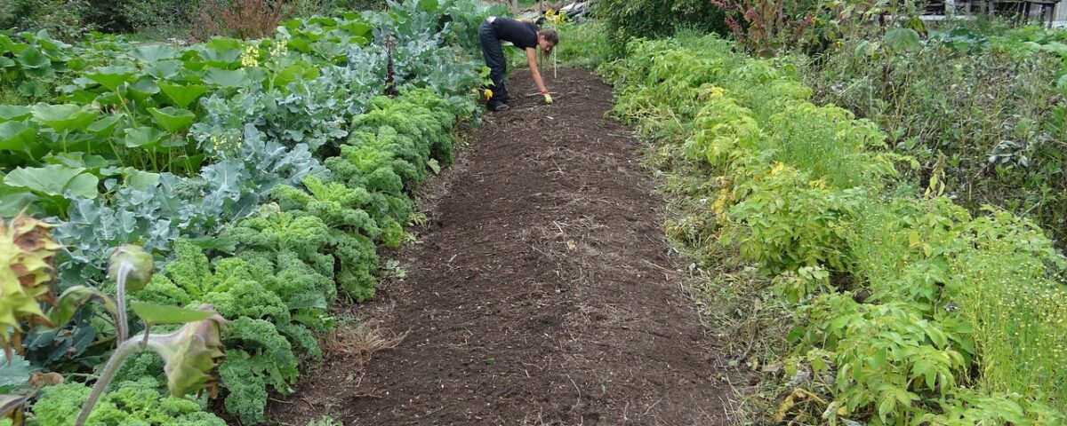 Spring Gardening Success vegetable plants