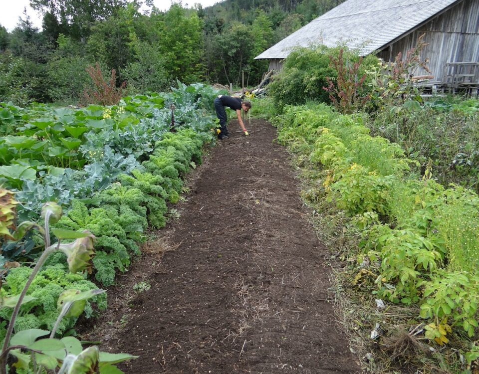 Spring Gardening Success vegetable plants