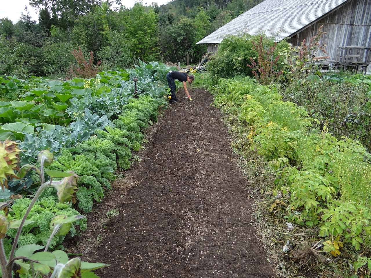 Spring Gardening Success vegetable plants