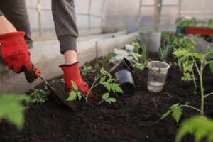 plant garden with top-yielding fruits, vegetables, and herbs