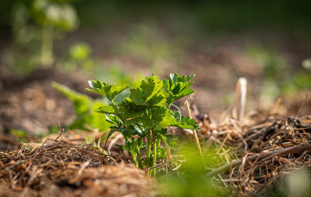 mulch around vegetable plants