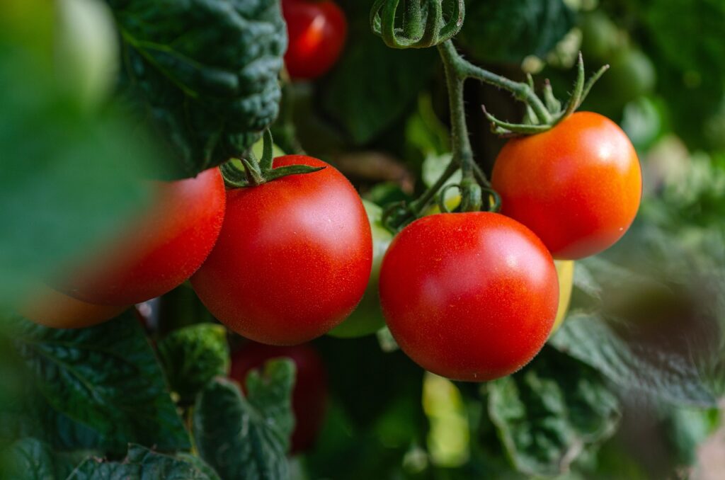 tomatoes on vine agriscaping