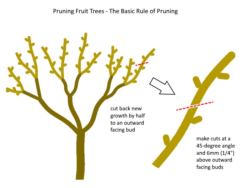 Basic fruit tree cut