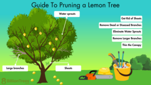 Guide-To-Pruning-a-Lemon-Tree