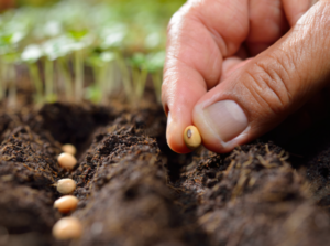 Plant a seed in the soil