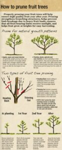 Prune fruit trees