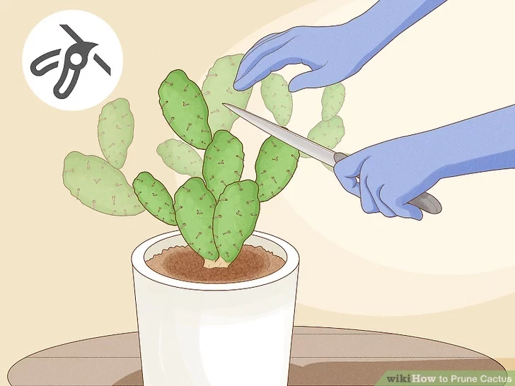 how to prune a cactus