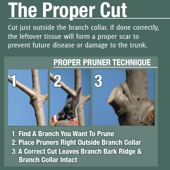 pruning proper cut