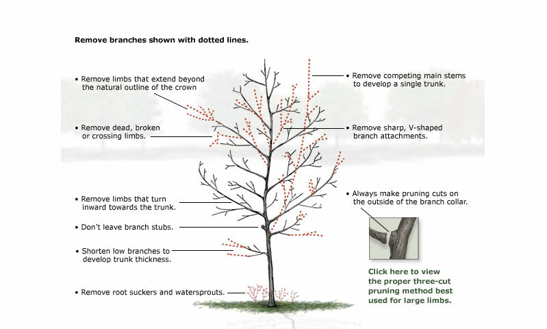 pruning_young_tree