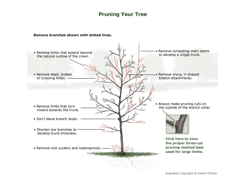 how to prune a young tree