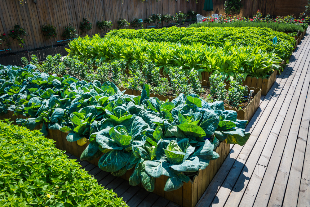 Elegant desert garden vegetable