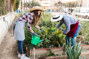 raised garden tending