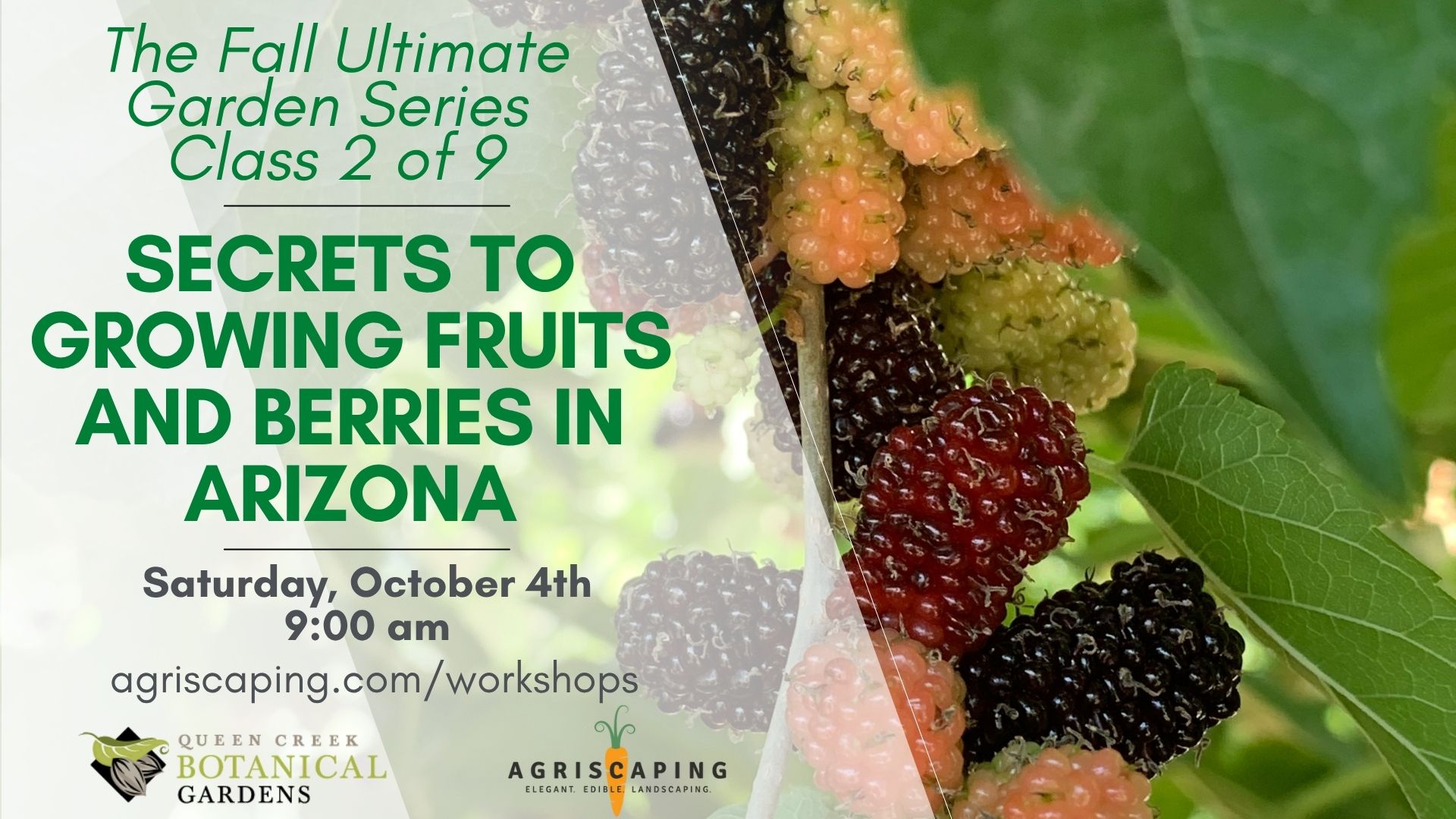 10.4.25 Fruits and Berries Workshop