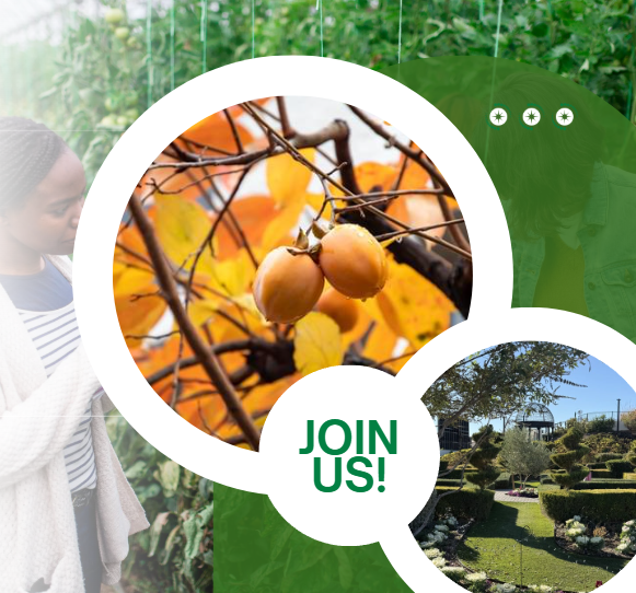 01.17.26 Bare Root Tree Image