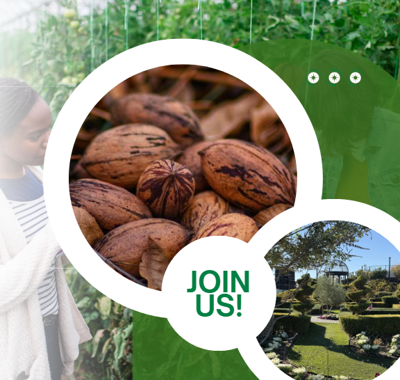 01.31.26 Pecans 101 image